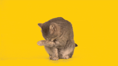 SvenGif